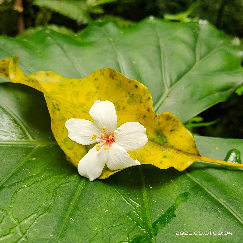 🌄 從海到山、從森林到雲端｜探索台灣最經典的登山步道