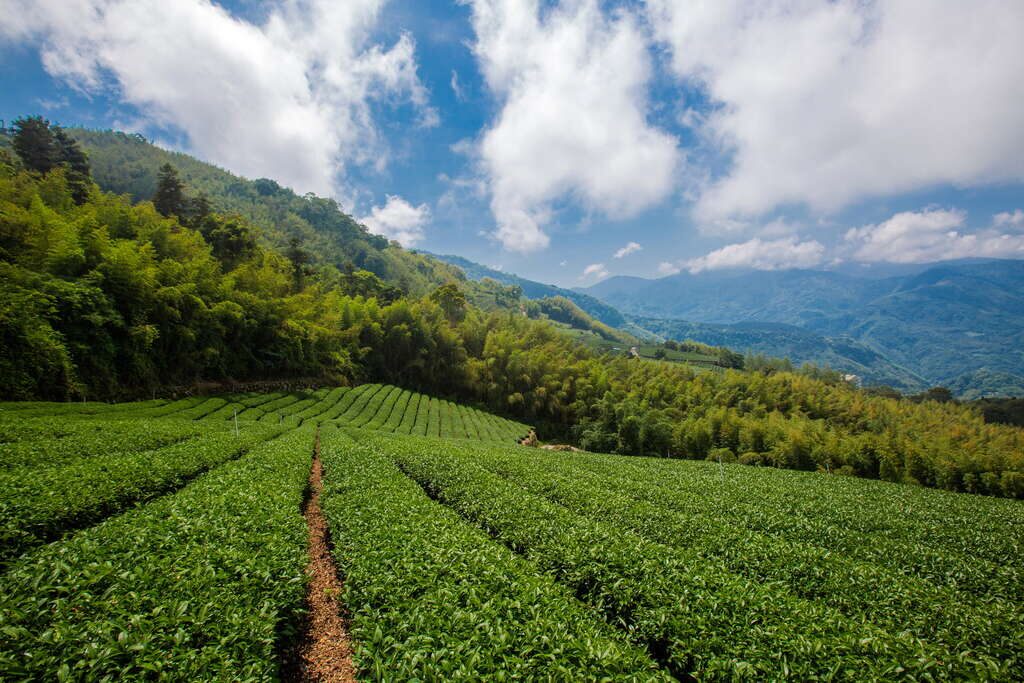 走進夜裡的雲霧，看山谷發光｜嘉義石棹步道群的琉璃光，美得像夢境一樣真實