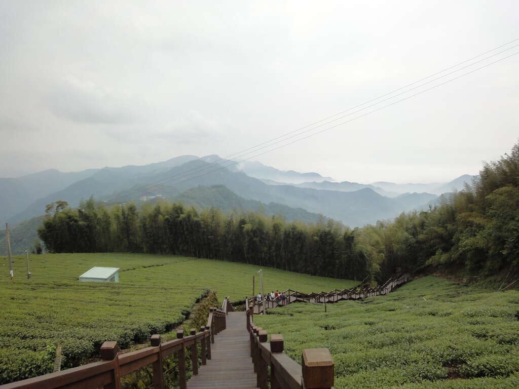 走進夜裡的雲霧，看山谷發光｜嘉義石棹步道群的琉璃光，美得像夢境一樣真實