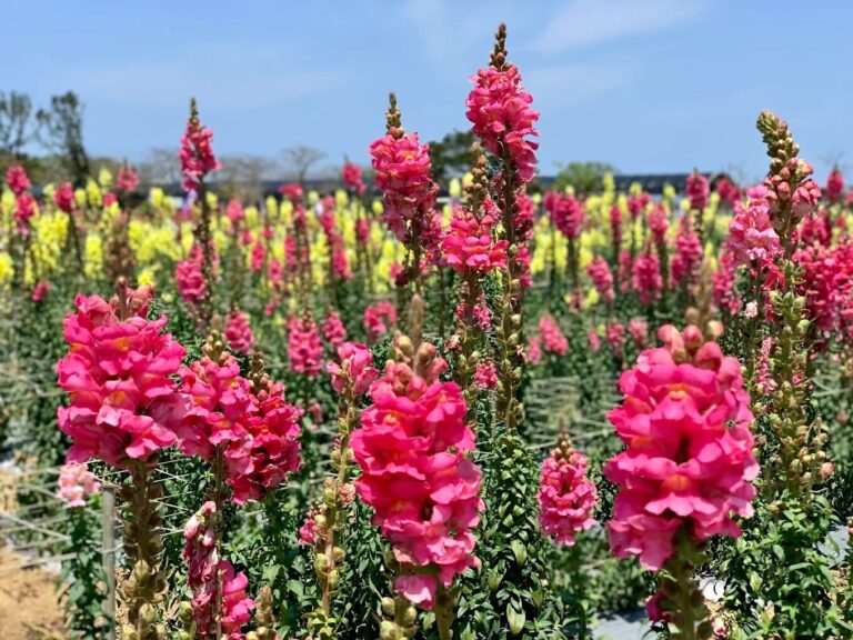 🌸桃園景點懶人包｜玩遍山海老街、夢幻秘境與親子樂園，一日遊攻略這樣排！