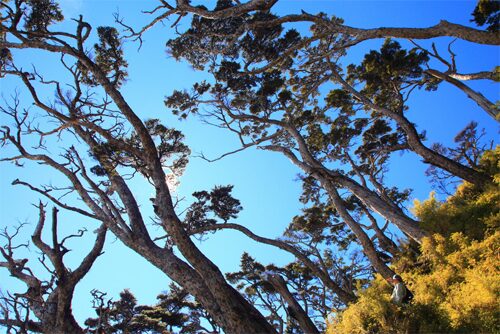 翻過霧氣與山嶺，只為那一抹金光——屏東北大武山的日落雲海之路