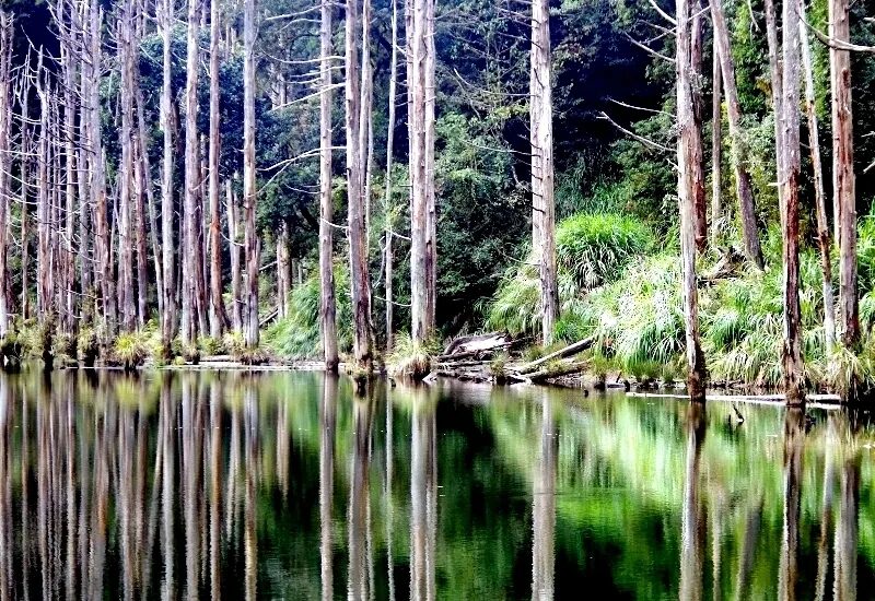 走進雲霧深處，看見倒映天光的湖泊──嘉義阿里山的水漾森林