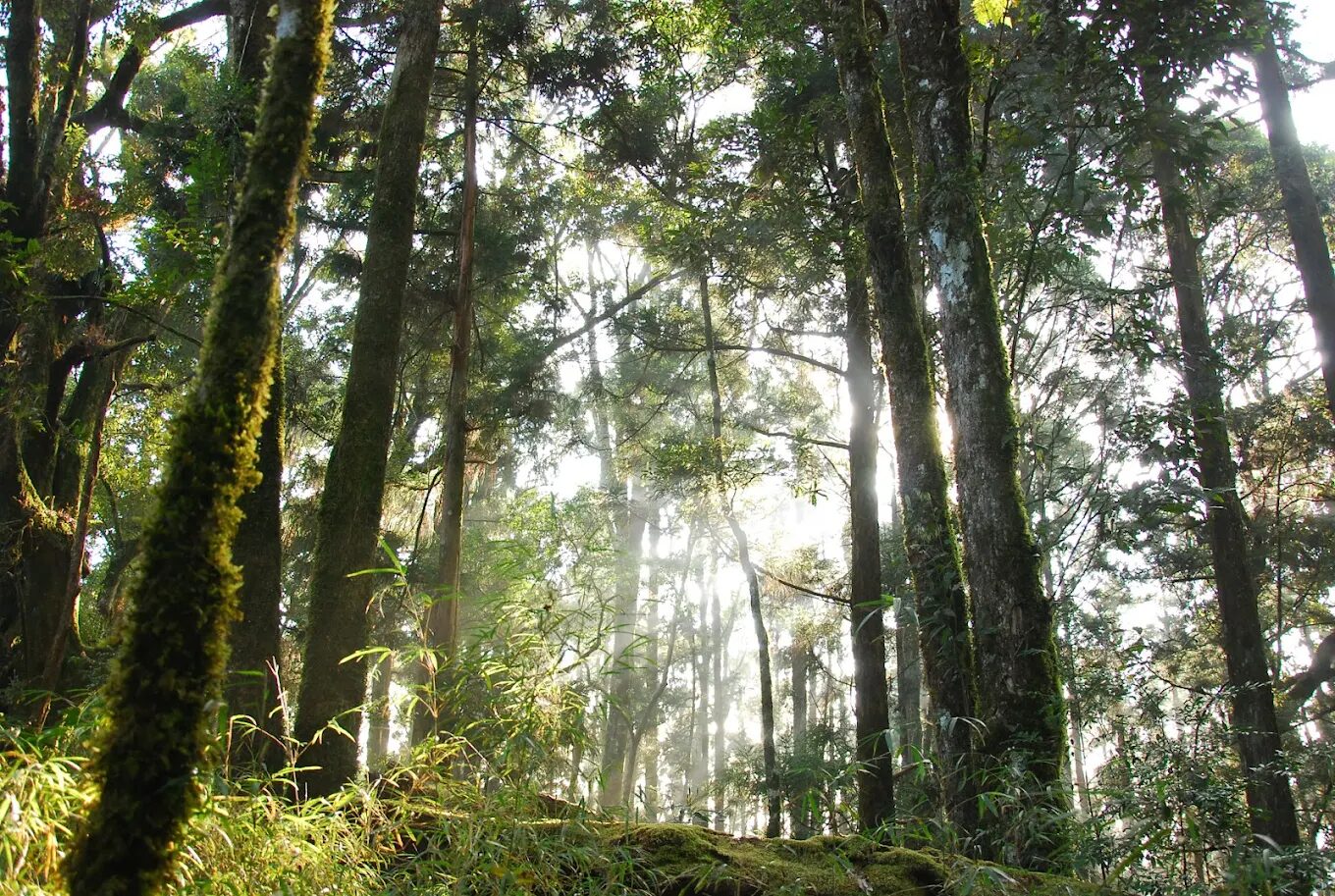 走進雲霧深處，看見倒映天光的湖泊──嘉義阿里山的水漾森林