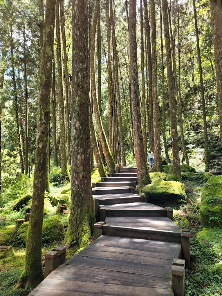 巨木群棧道