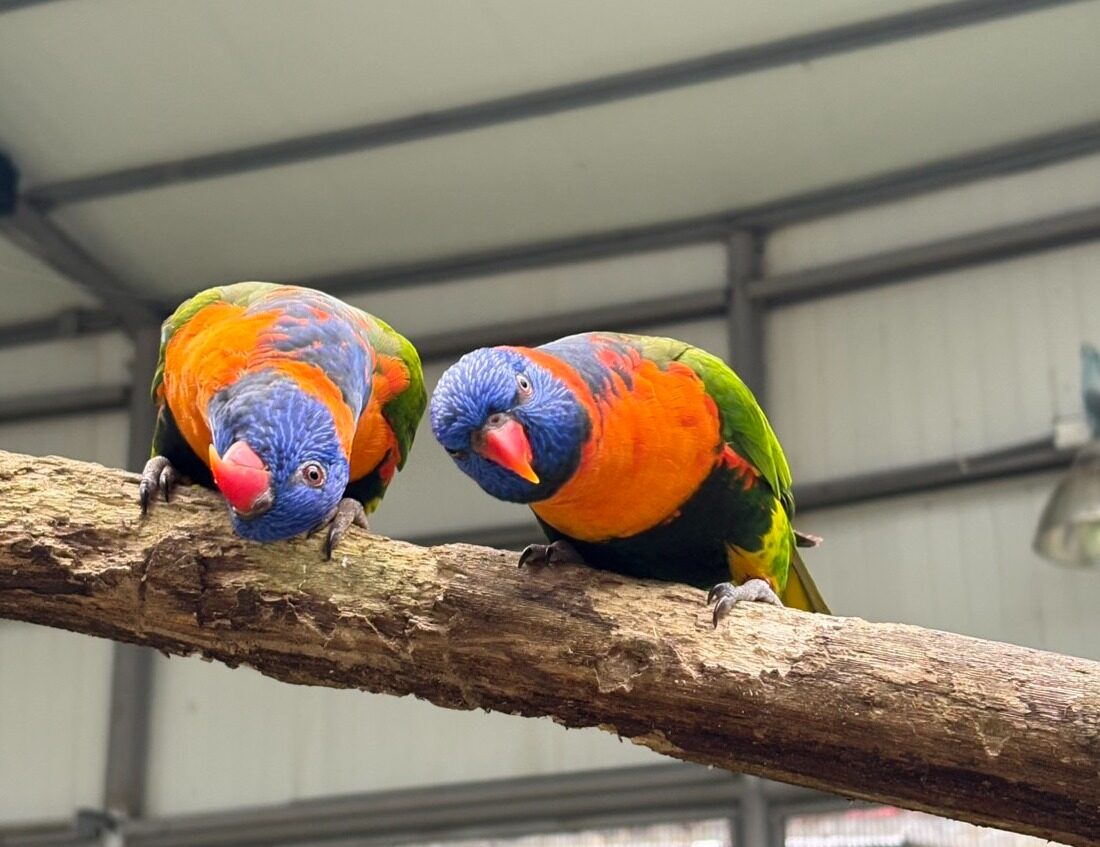 走進鳳凰谷鳥園生態園區｜在南投山林間與百種鳥類共舞的生態旅程
