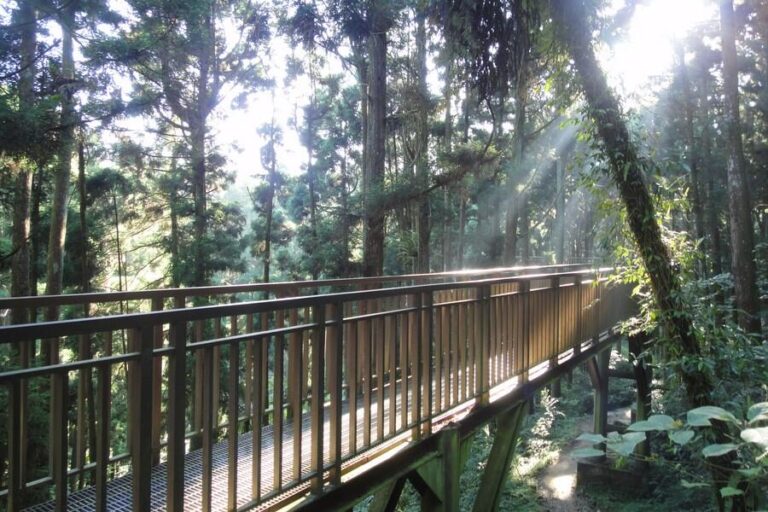 一場屬於森林的旅行:在溪頭國家森林遊樂區尋回久違的寧靜