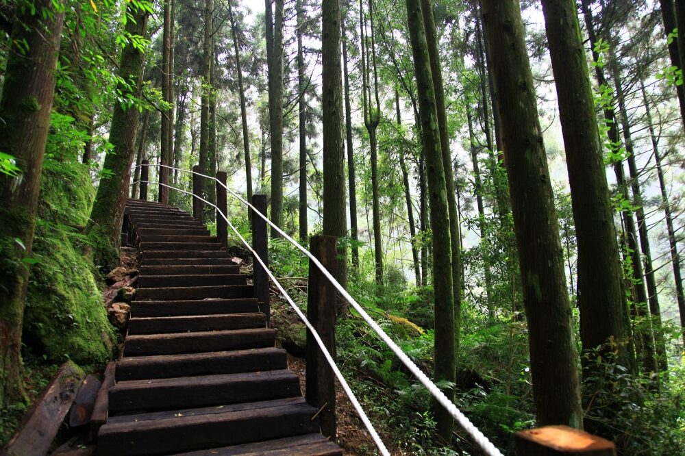一場被雲霧擁抱的旅程，沿著山路走進杉林溪森林生態渡假園區