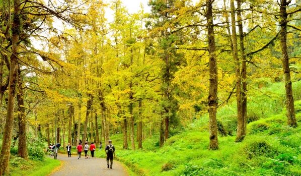 當城市太吵，就去山裡聽風——讓靈魂慢下來的地方，在南投溪頭自然教育園區
