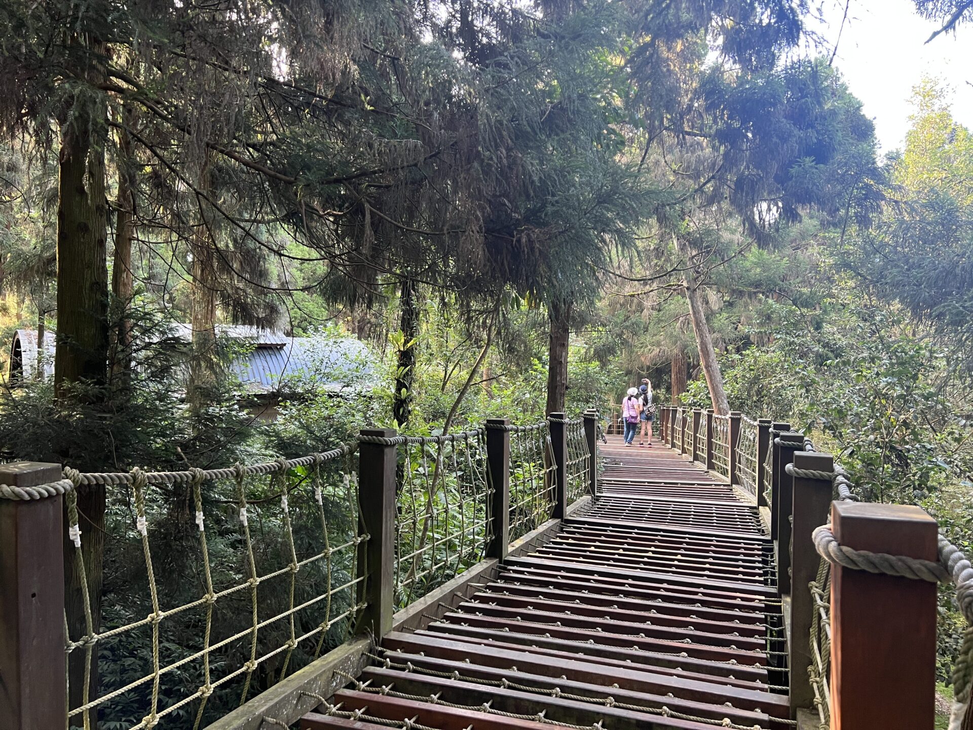 當城市太吵，就去山裡聽風——讓靈魂慢下來的地方，在南投溪頭自然教育園區