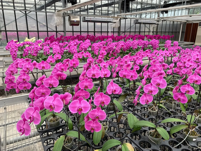 金車礁溪蘭花園附設動植物生態館
