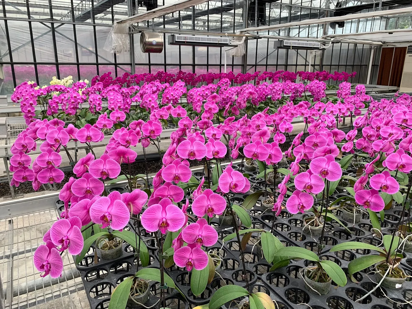金車礁溪蘭花園附設動植物生態館