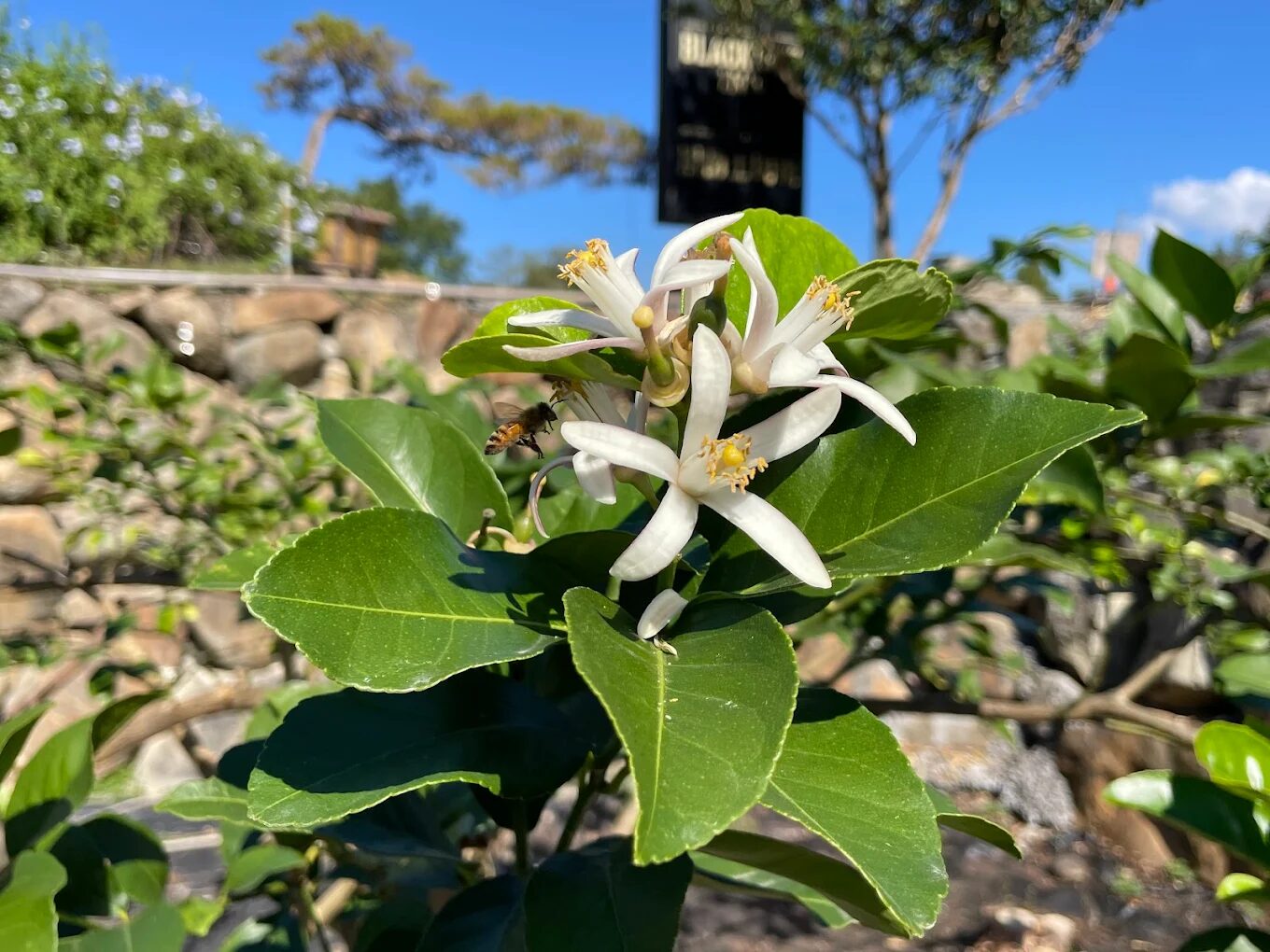 南投埔里小旅行｜黑爵士民宿 × 蔡記東華食府「一泊二食」超值方案
