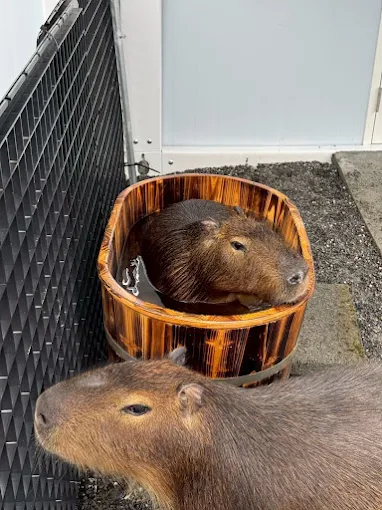 宜蘭張美阿嬤農場｜親子必訪的療癒系農場，與水豚、草泥馬一起體驗自然生活