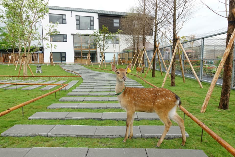 宜蘭張美阿嬤農場｜親子必訪的療癒系農場，與水豚、草泥馬一起體驗自然生活