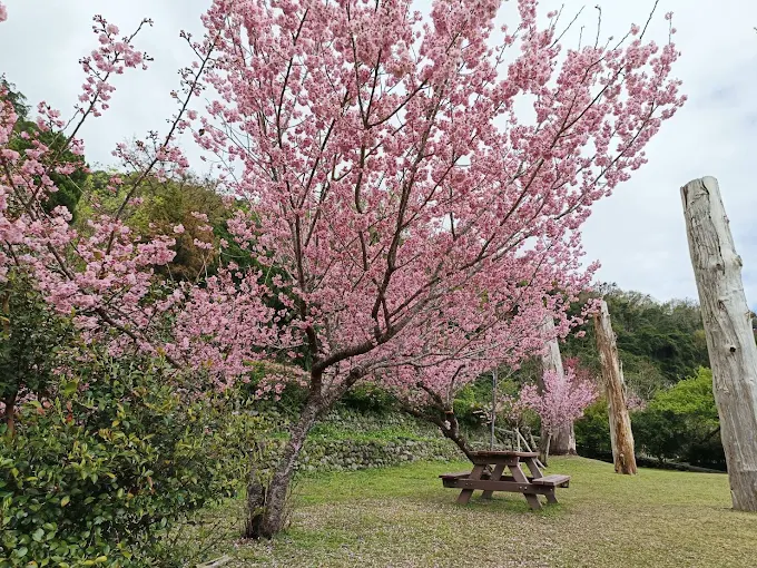 一場被樹影包圍的假期｜在宜蘭棲蘭山莊裡過一夜，讓心歸於山林的懷抱
