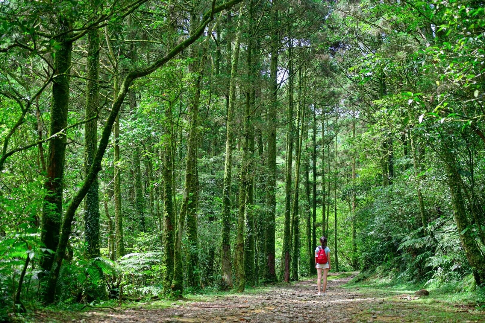 森林深處的柔光與足跡，從雙溪出發，尋一段被遺忘的坪溪古道風景