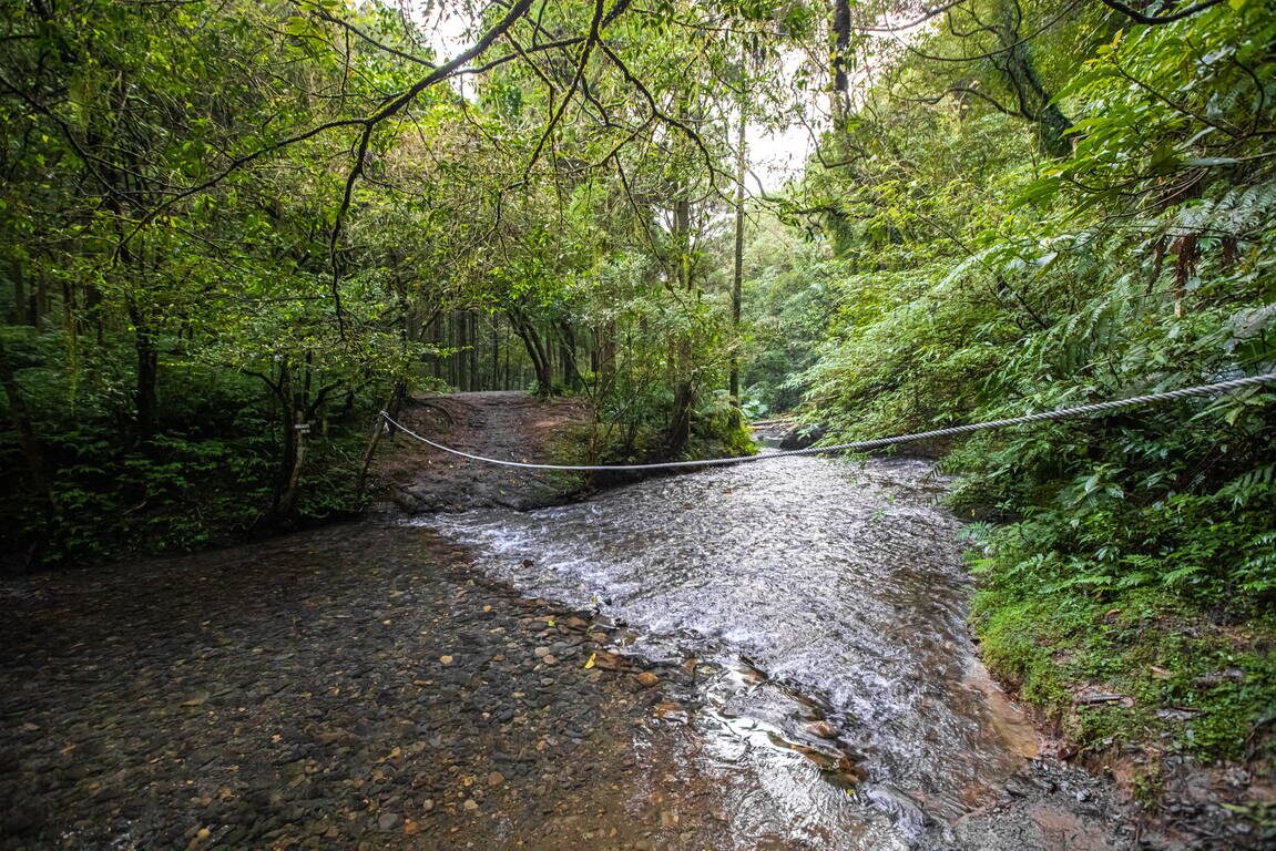 森林深處的柔光與足跡，從雙溪出發，尋一段被遺忘的坪溪古道風景