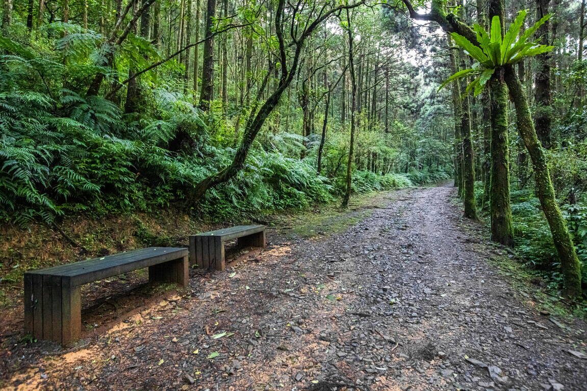 森林深處的柔光與足跡，從雙溪出發，尋一段被遺忘的坪溪古道風景