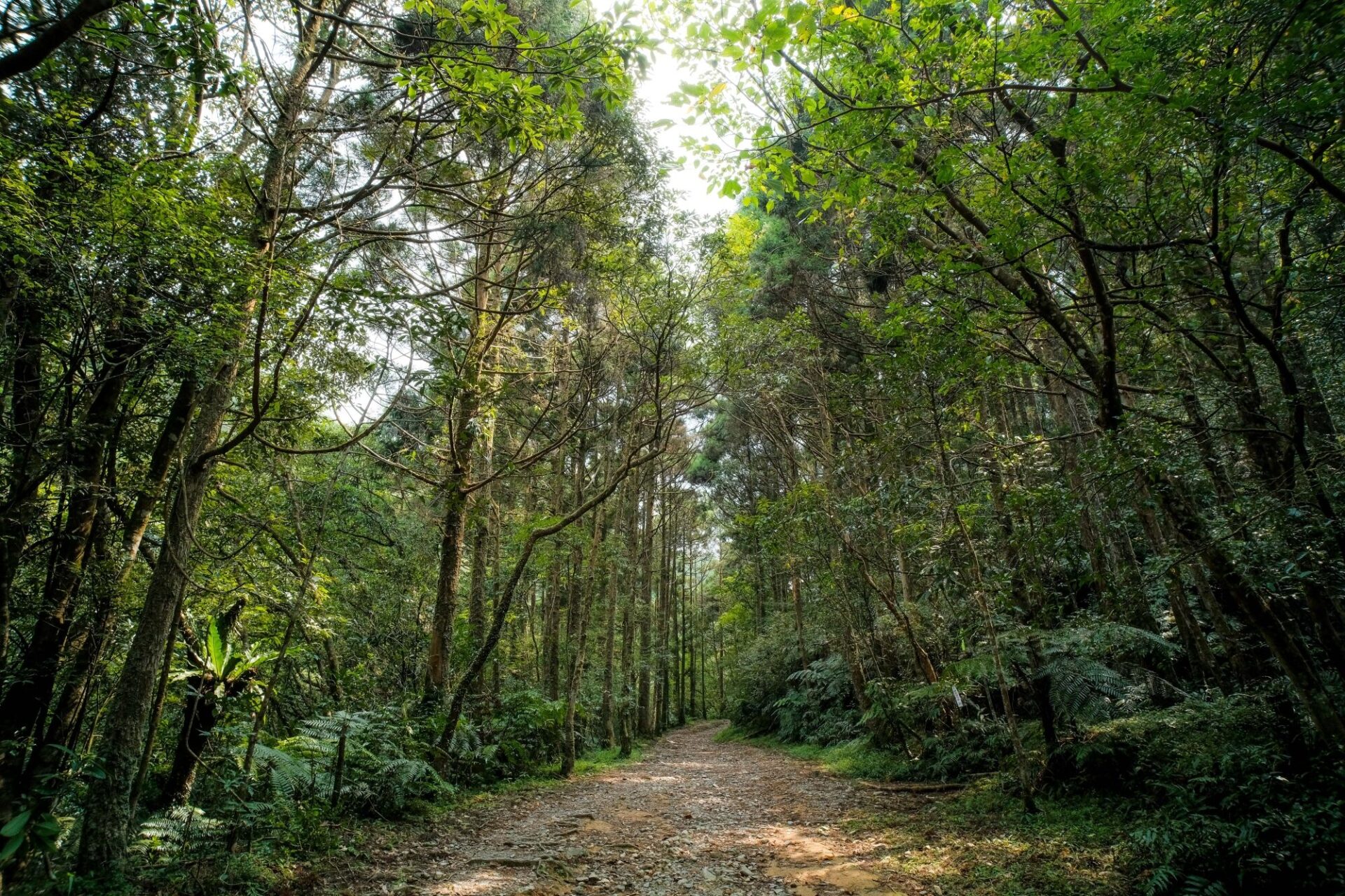 森林深處的柔光與足跡，從雙溪出發，尋一段被遺忘的坪溪古道風景