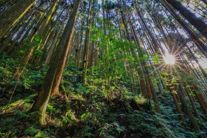 杉林溪森林生態渡假園區｜南投必遊自然秘境，一日遊與親子行全攻略