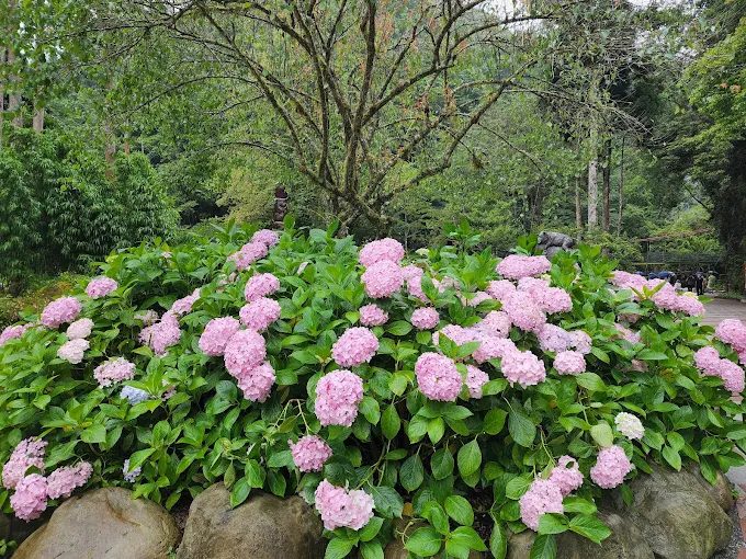 杉林溪森林園區四季分明的代表性自然景觀