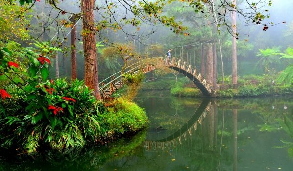 南投鹿谷溪頭｜讓人想再去一次的霧林秘境與生態之森