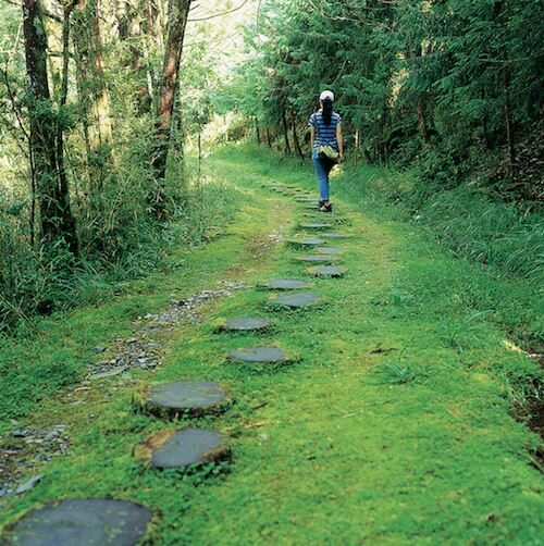 出發太平山，尋找金黃森林的盡頭──宜蘭毛台櫸步道的秋日秘境