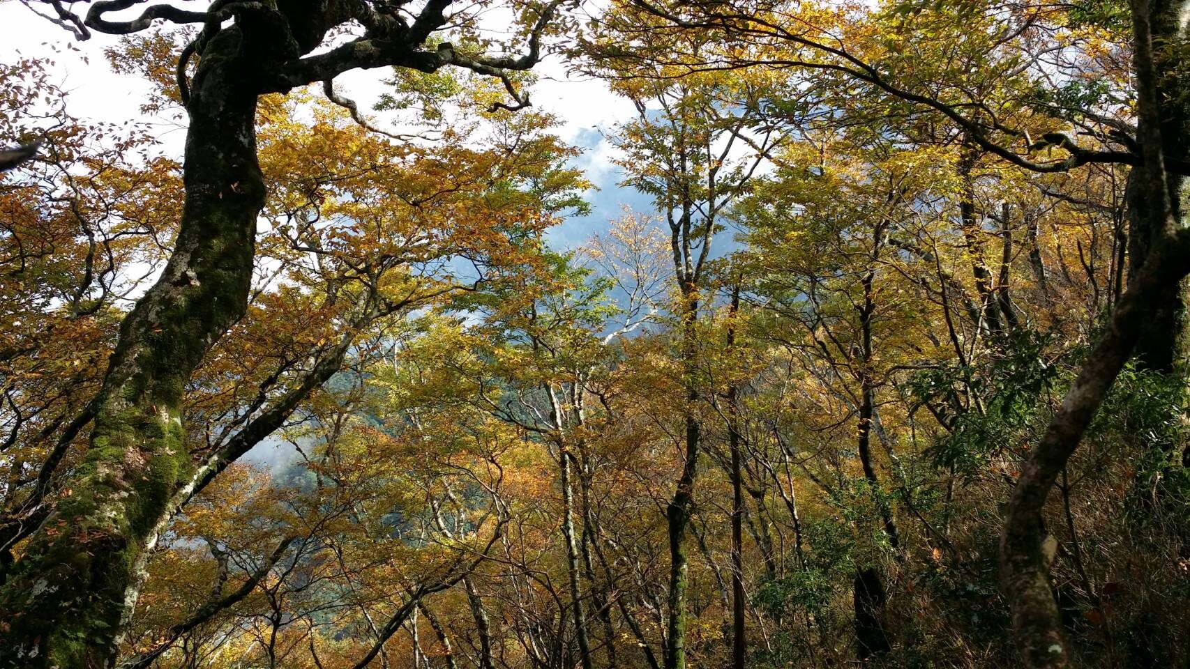 出發太平山，尋找金黃森林的盡頭──宜蘭毛台櫸步道的秋日秘境