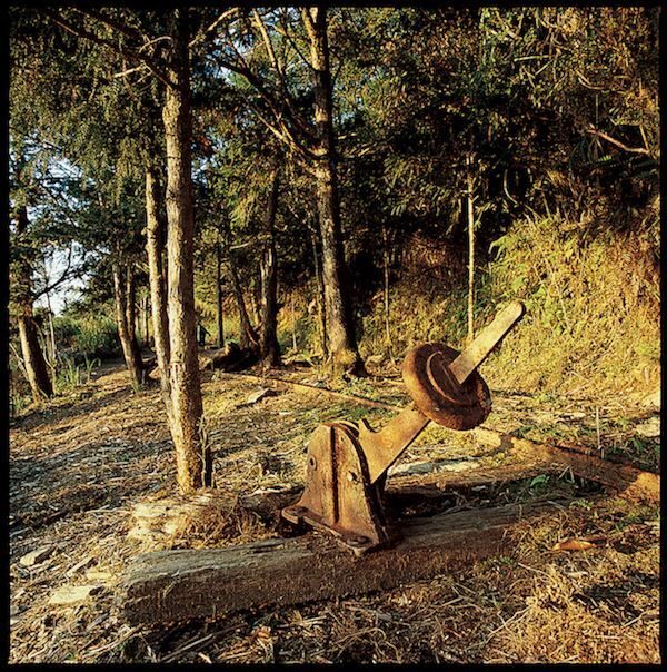 出發太平山，尋找金黃森林的盡頭──宜蘭毛台櫸步道的秋日秘境