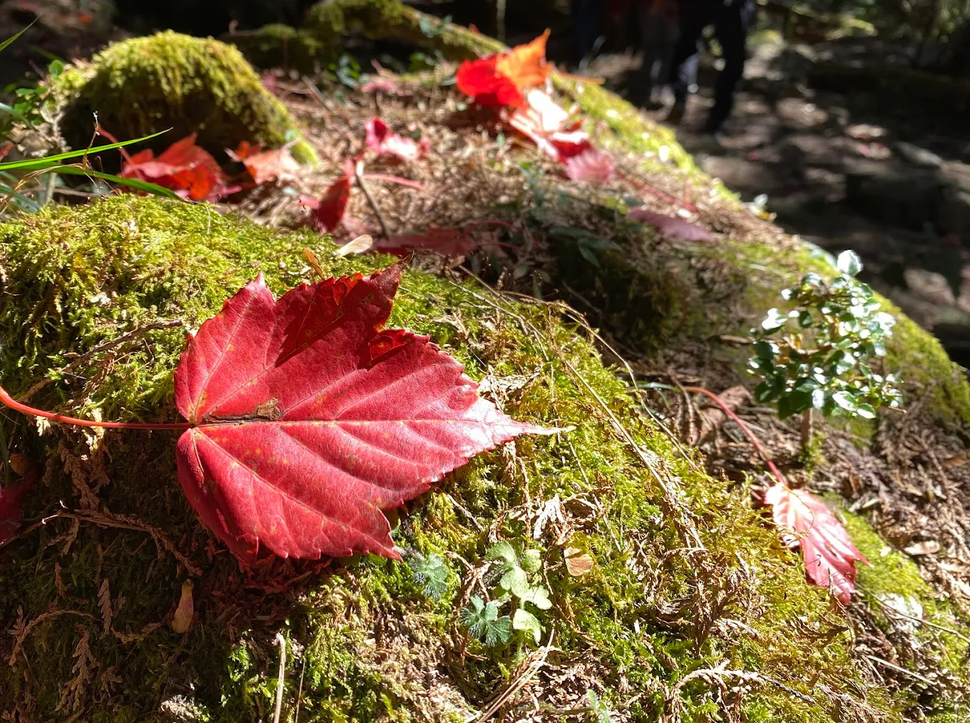 🌄 從海到山、從森林到雲端｜探索台灣最經典的四條登山步道