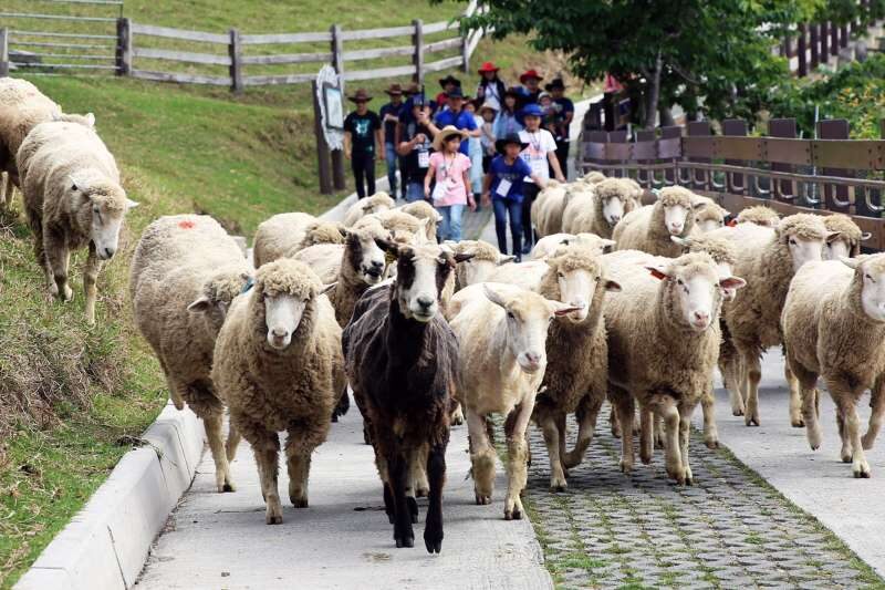 在雲海的邊緣放慢腳步，從青青草原到小瑞士花園：清境農場的高山幸福日常
