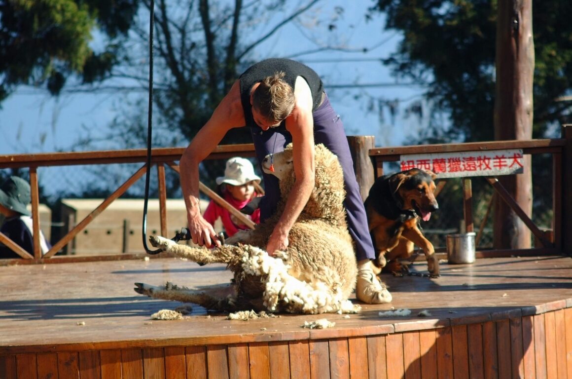 在雲海的邊緣放慢腳步，從青青草原到小瑞士花園：清境農場的高山幸福日常