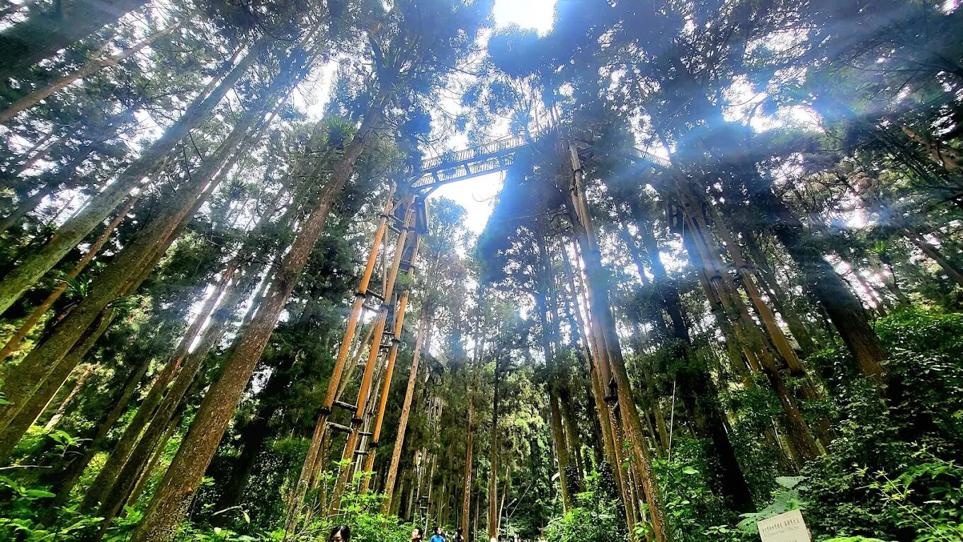 溪頭自然教育園區