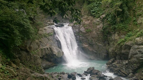 東滿步道的高聳杉木林與清新空氣