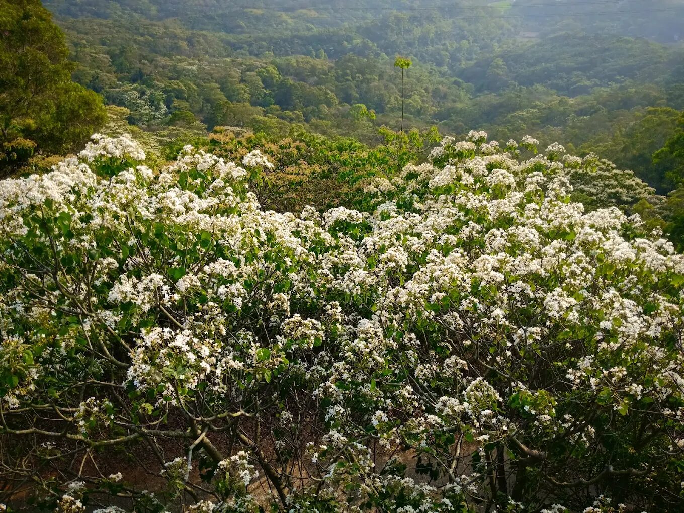 🌿 苗栗九華山天空步道｜漫步雲端的茶香秘境