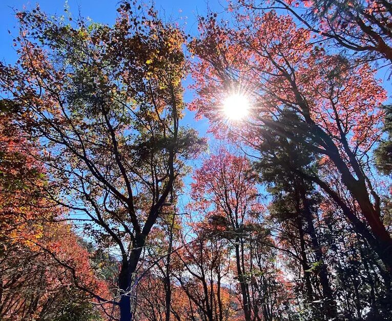 從海到山、從森林到雲端｜探索台灣最經典的四條登山步道