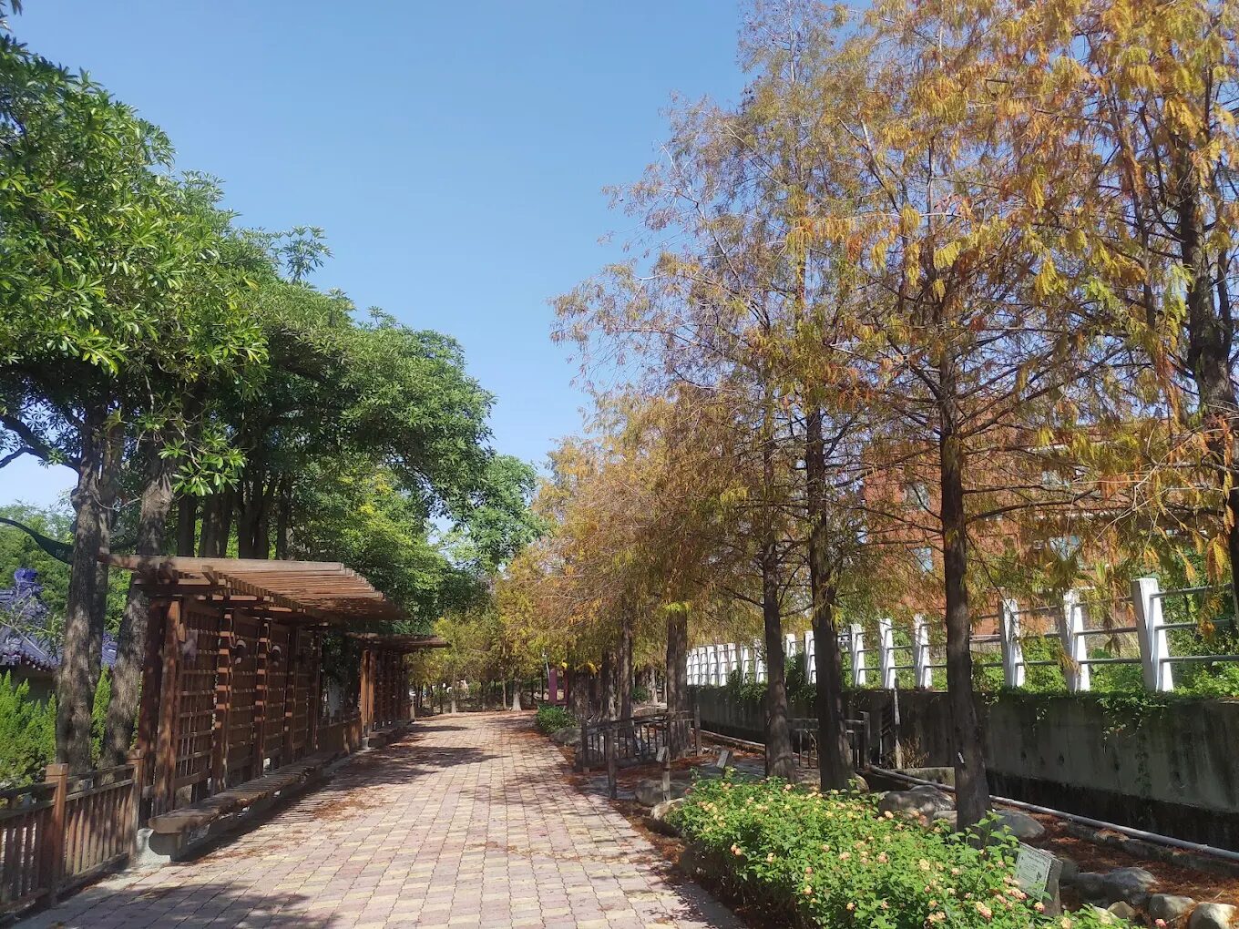 一日走進田尾花鄉|怡心園玩樂、落羽松散步、彩繪村拍照好愜意