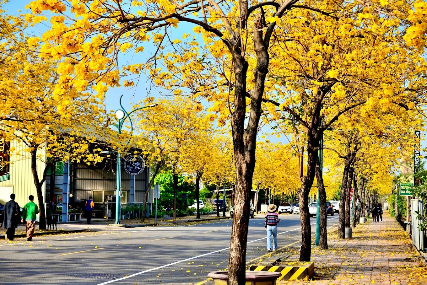 一日走進田尾花鄉|怡心園玩樂、落羽松散步、彩繪村拍照好愜意