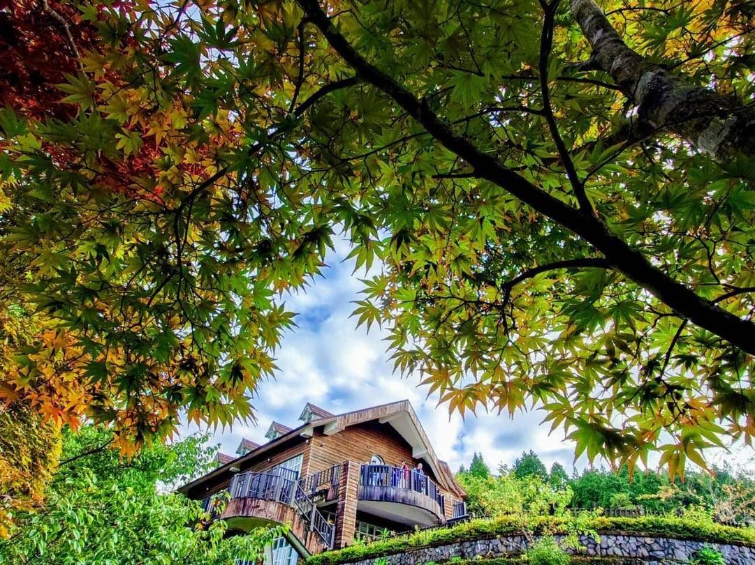 宜蘭太平山森林日記｜走過霧林、泡溫泉、看見四季流動的山光