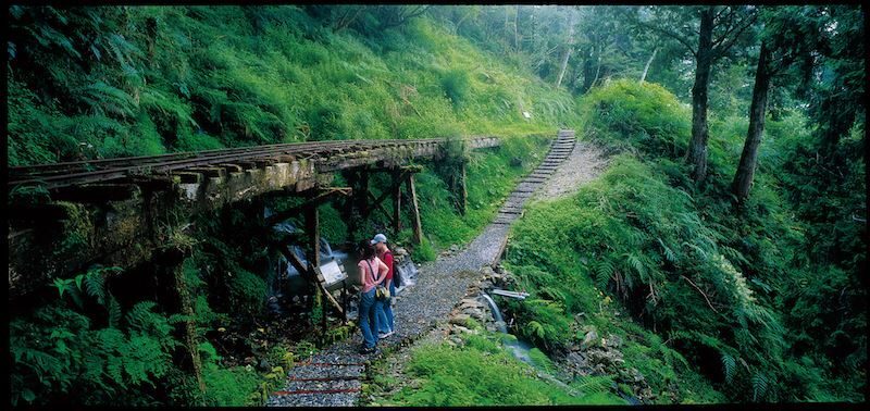 宜蘭太平山森林日記｜走過霧林、泡溫泉、看見四季流動的山光