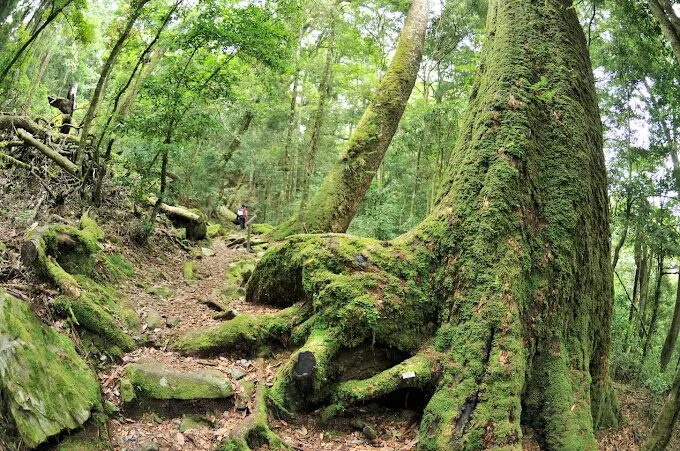 四季都能遇見不同的大雪山｜台中大雪山國家森林遊樂區門票、景點與最佳季節