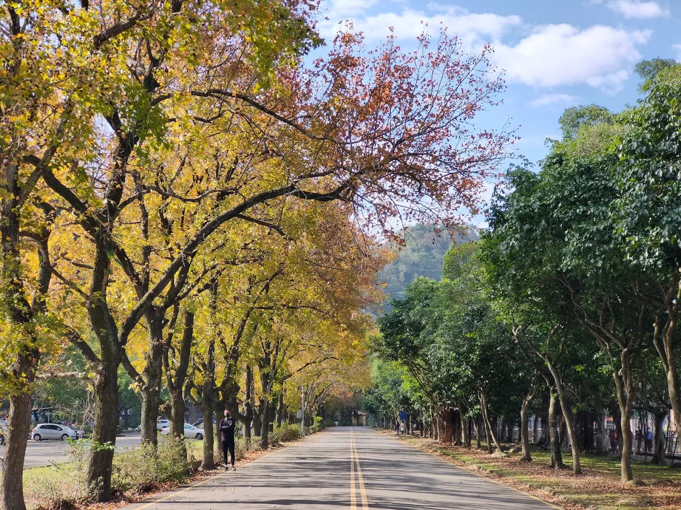 陽光灑落在槭林步道的金黃楓葉上
