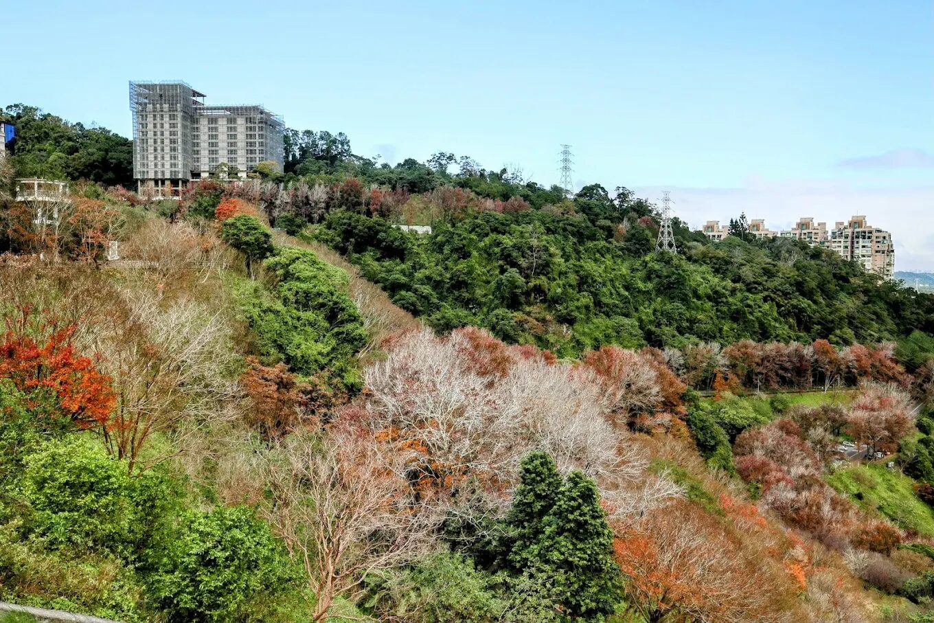 槭林步道深秋轉紅的特寫鏡頭