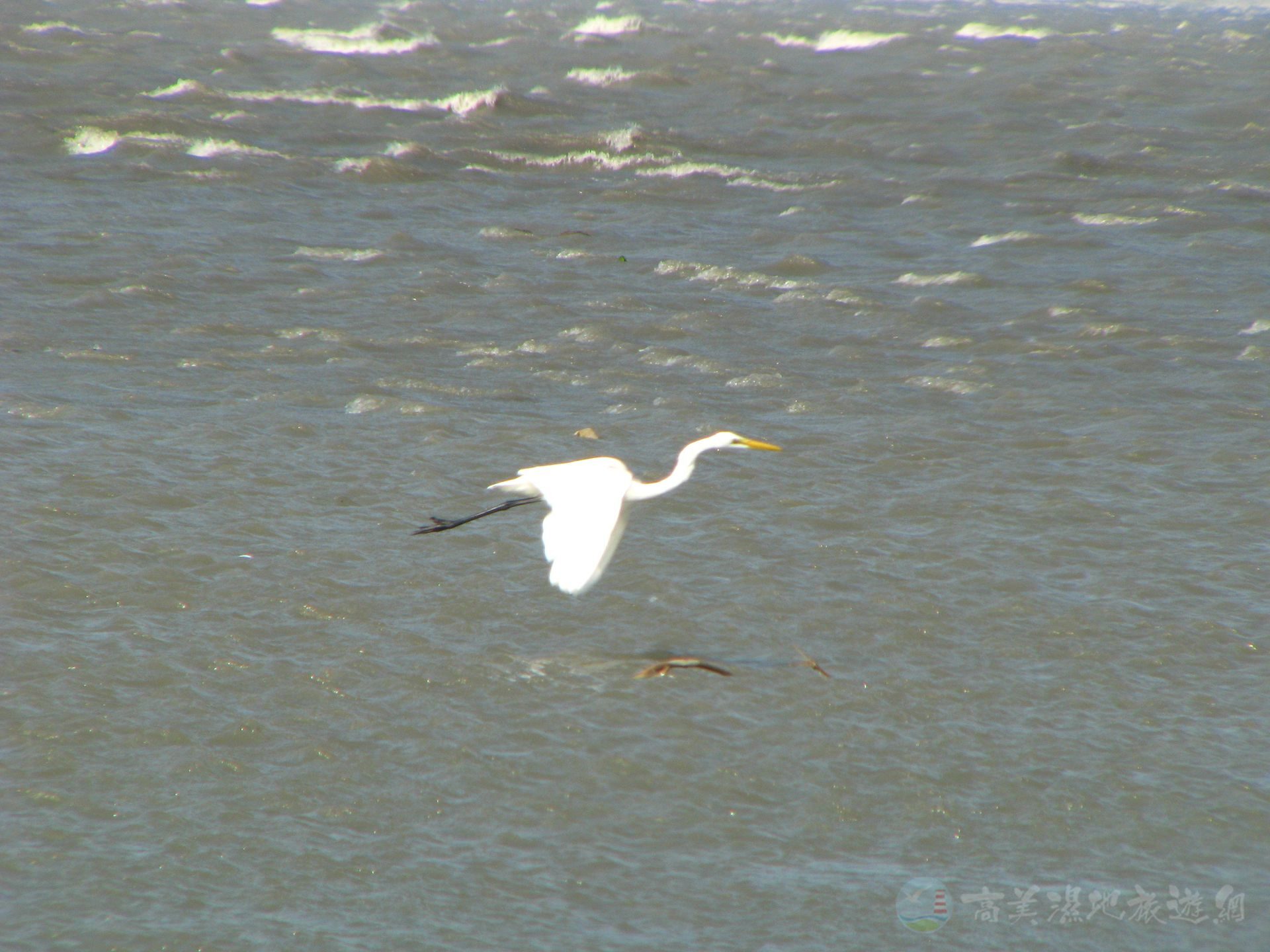 潮起潮落之間，遇見金色的風景｜高美濕地日落生態全攻略
