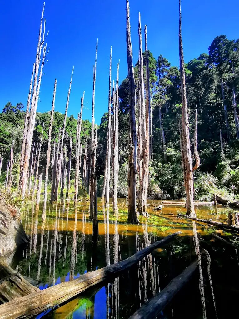 🌿南投景點推薦｜山林、湖泊、老街一次玩遍！探索中台灣最療癒的小旅行