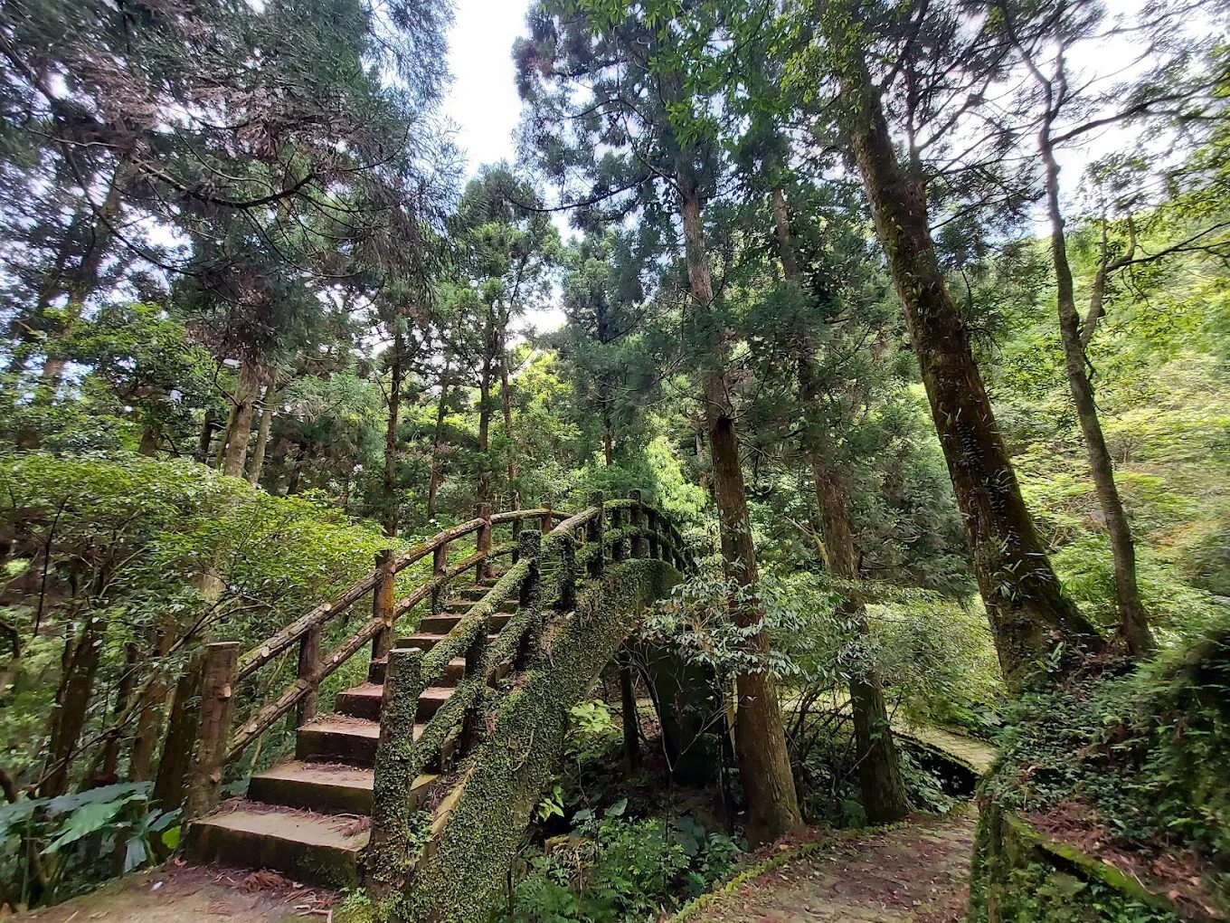🌲東眼山國家森林遊樂區｜北台灣最療癒的芬多精秘境，一步走進雲霧森林！
