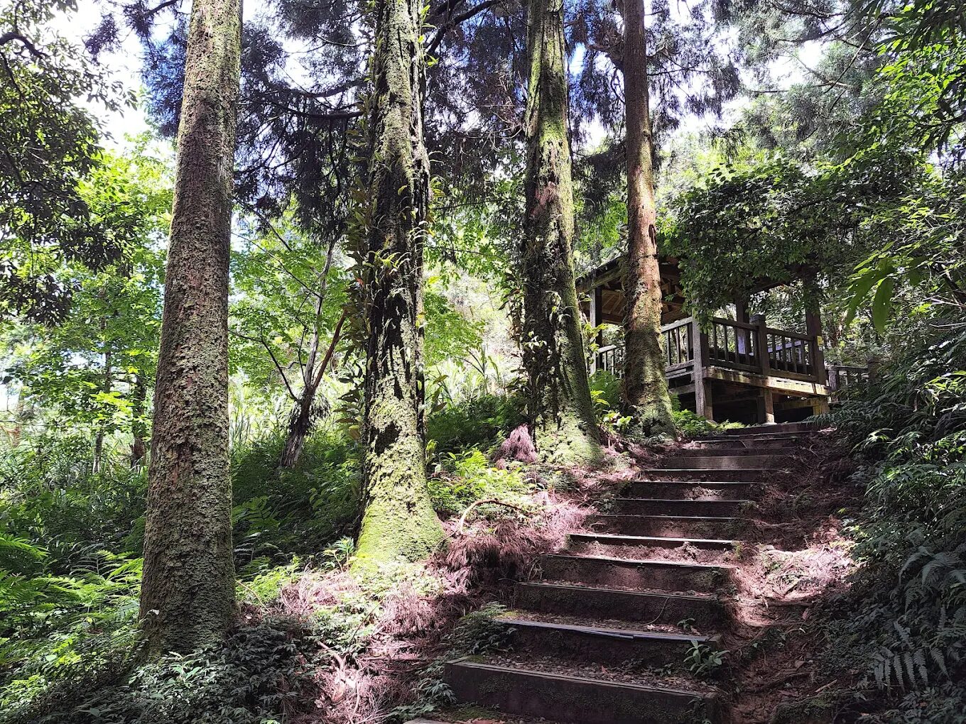 東眼山國家森林遊樂區入口美景