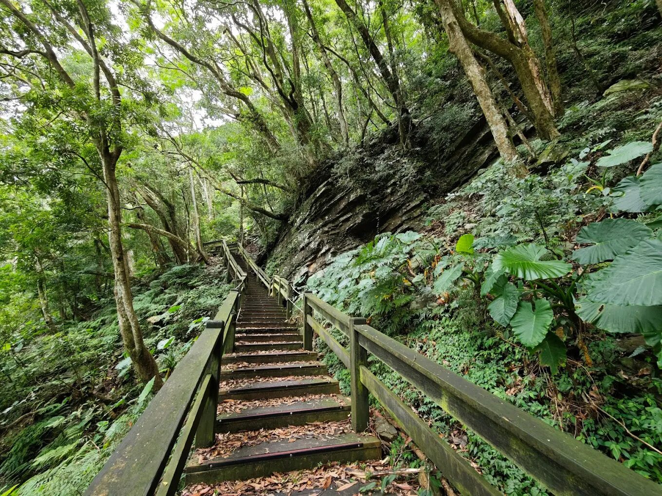 東眼山親子峰步道壯闊林相