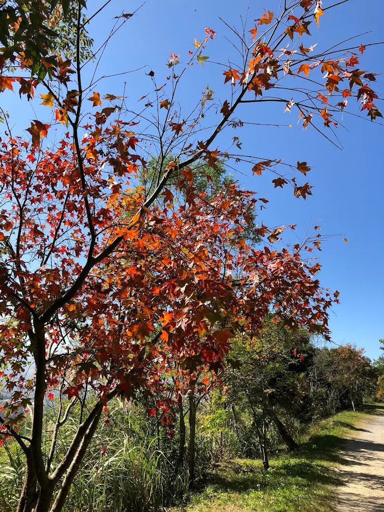四季如畫的東眼山森林景緻