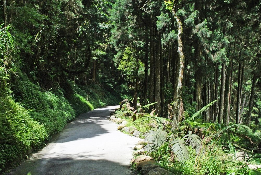 走進南投杉林溪的雲霧森林，聽見山風吹動步道的聲音